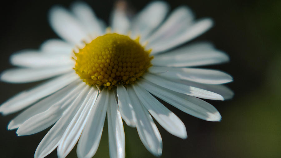 Tiny Daisy Wild Flower Photograph by Karen Musick