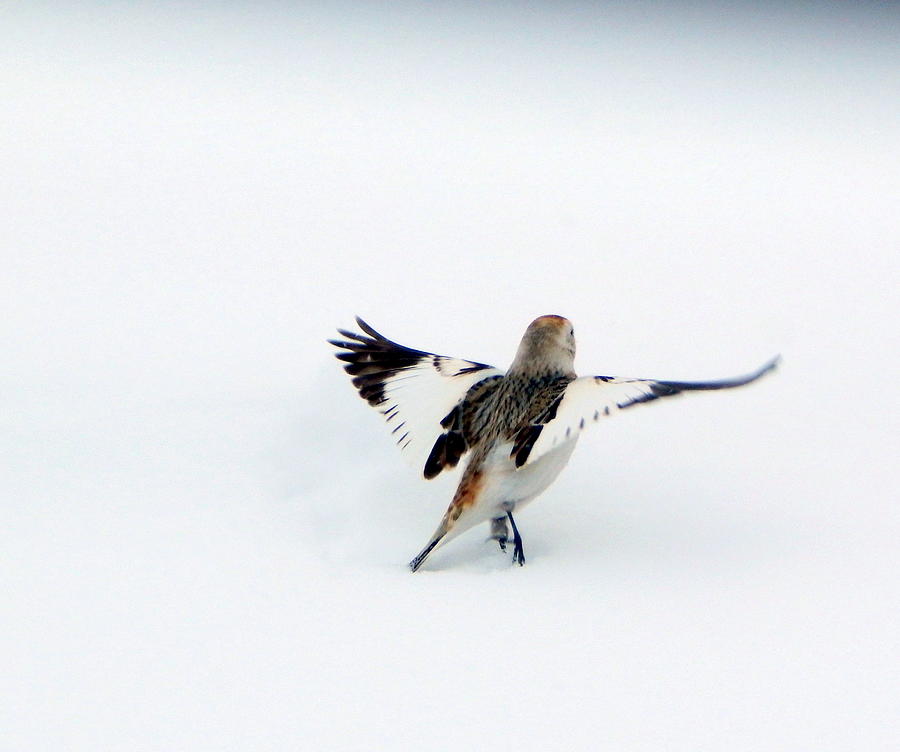 Bird Photograph - Tiny Dancer by Karen Cook