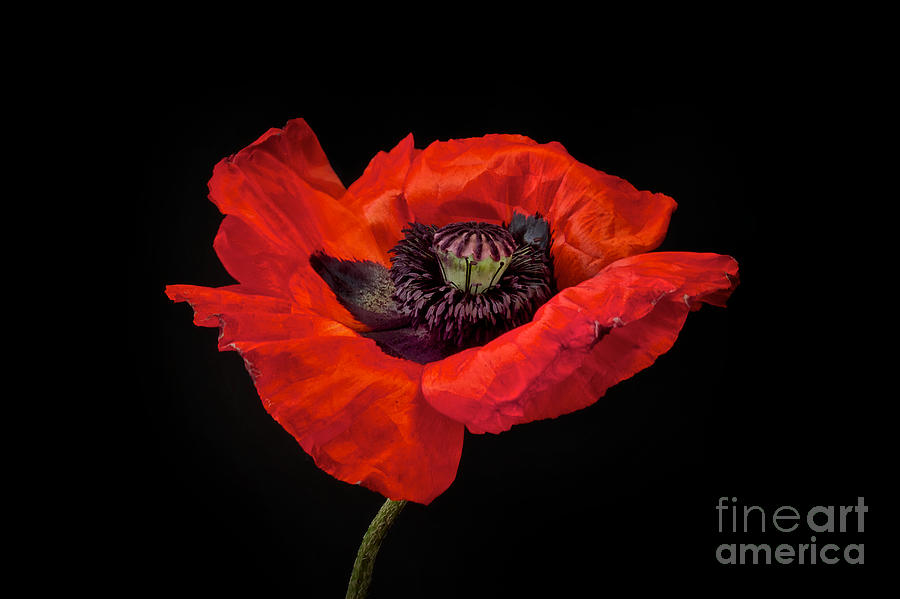 Red Oriental Poppy Photograph - Tiny Dancer Poppy by Toni Chanelle Paisley