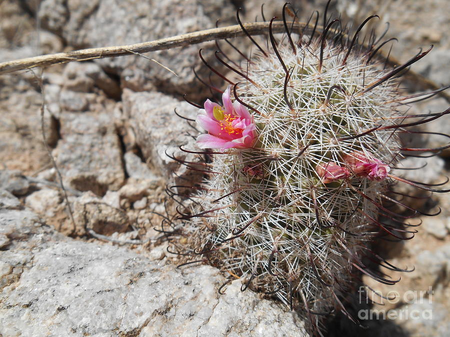 Tiny Photograph by Daniel Turnipseed Fine Art America