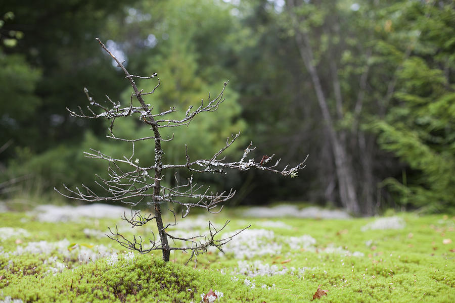 Nature Photograph - Tiny Dead Tree by Kerry Lawton