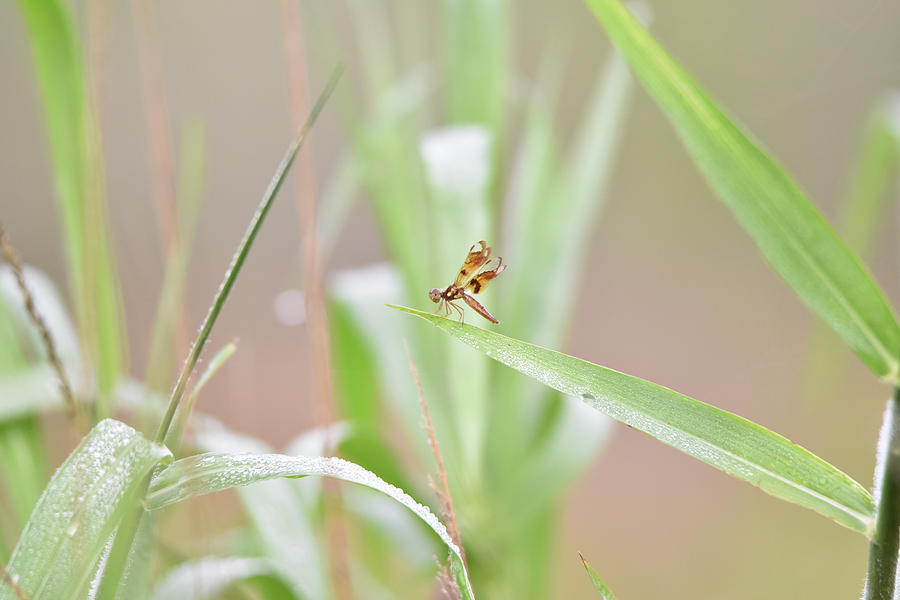 Tiny Dragonfly on Grass with a Pinkish Background Photograph by Artful Imagery