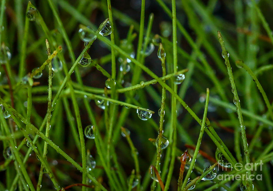 Tiny Drops on Grass Photograph by Tom Claud