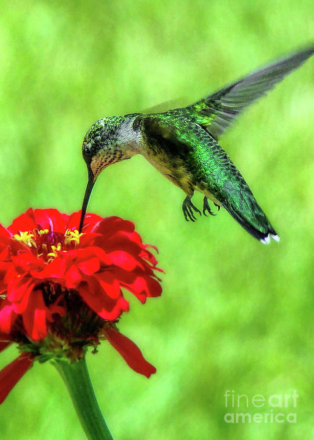 Hummingbird Photograph - Tiny Feet II by Sue Melvin