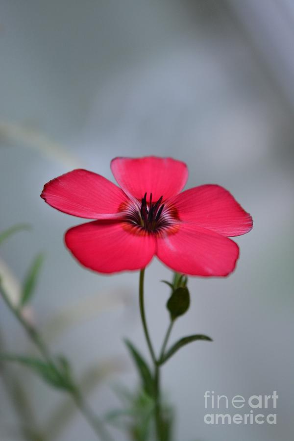 Tiny Flower Photograph by Dani McEvoy