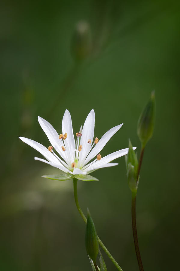Nature Photograph - Tiny Flower by Devis Martusevicius