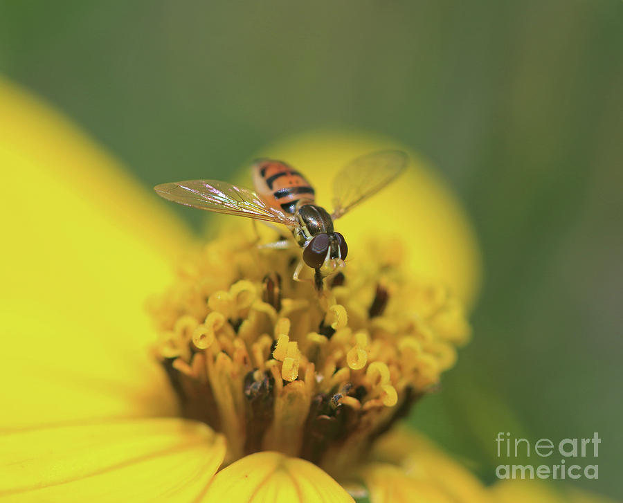 Tiny Flower Fly I Photograph by Mary Haber
