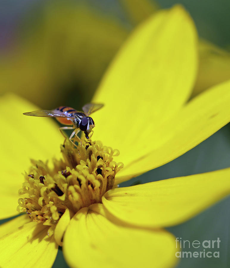 Tiny Flower Fly II Photograph by Mary Haber
