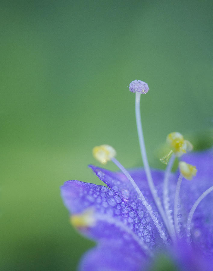 Tiny Flower Photograph