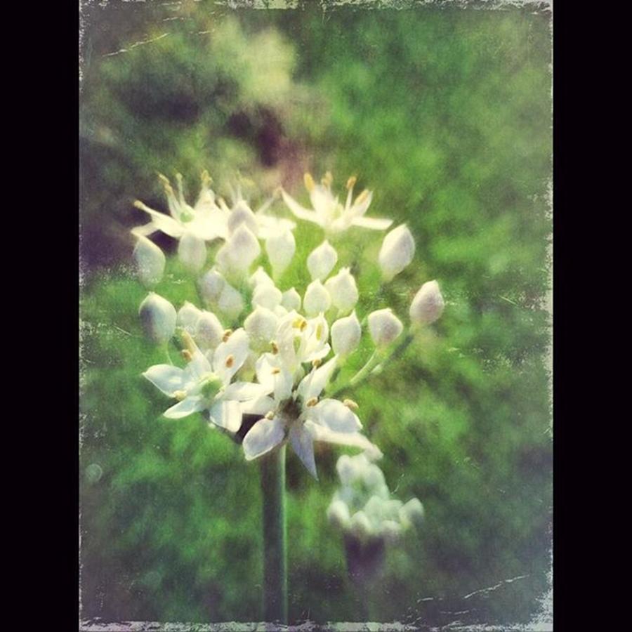Flower Photograph - Tiny Flowers #inthegarden #flowers by Joan McCool