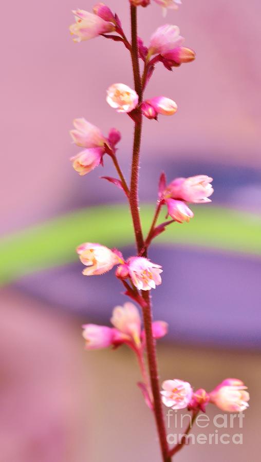 Tiny Flowers Photograph