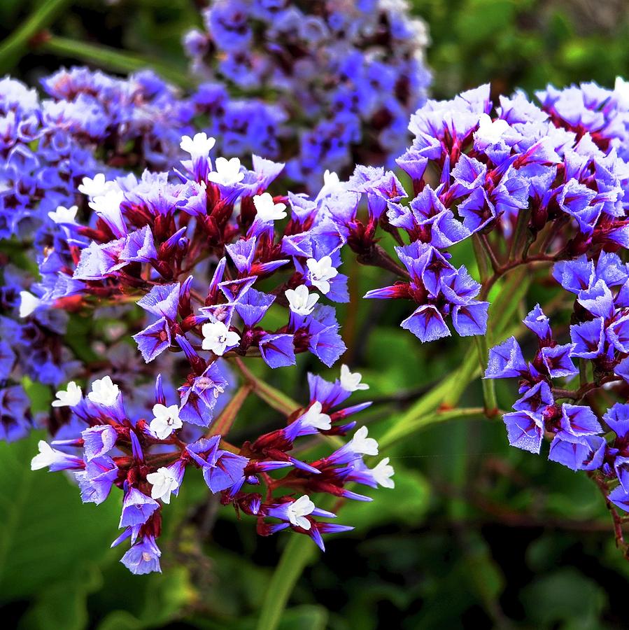 Tiny Flowers on a Beach Plant Photograph by Kirsten Giving