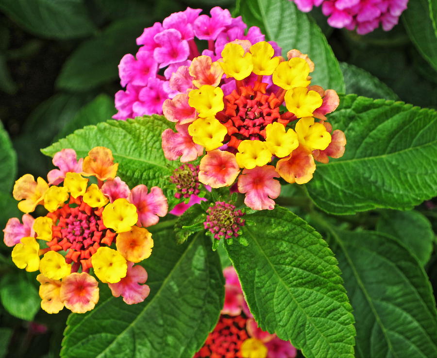 Tiny Flowers Photograph by Rene Barger - Fine Art America