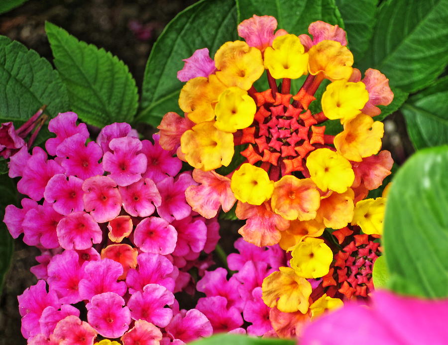 Tiny Flowers Two Photograph by Rene Barger - Fine Art America