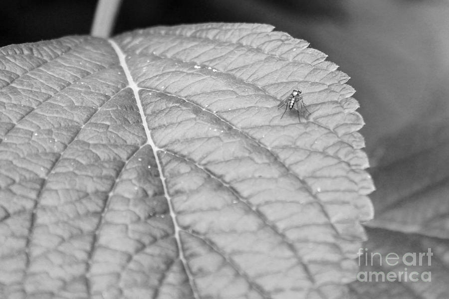 Tiny Fly Big Leaf Photograph by Robert Wilder Jr