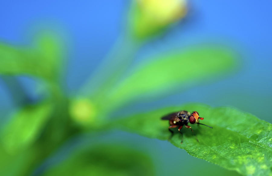 Tiny Fly on Leaf Photograph by Larah McElroy