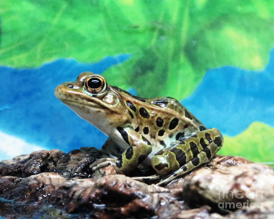 Tiny Frog Photograph by Dawn Gari