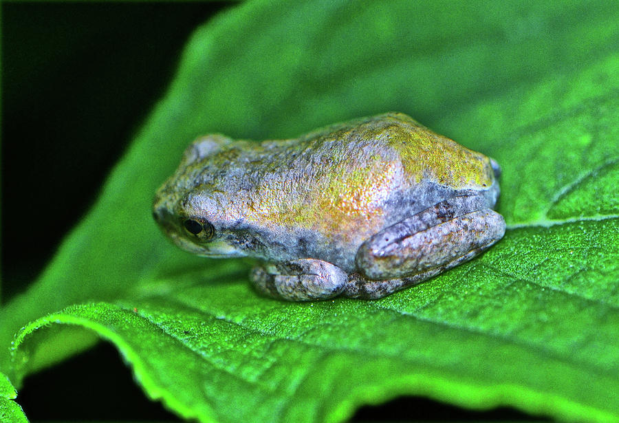 Tiny Frog On A Leaf 001 Photograph by George Bostian