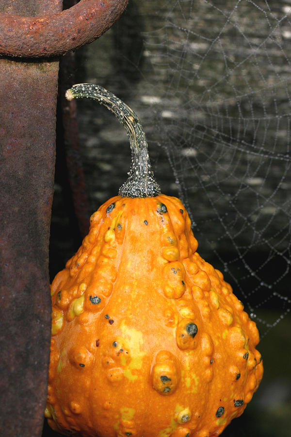 Tiny Gourd with Web Photograph by Tammy Pool