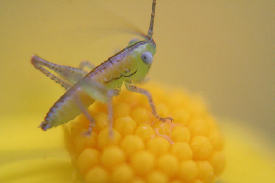Tiny Grasshopper Photograph by Rachelle Johnston