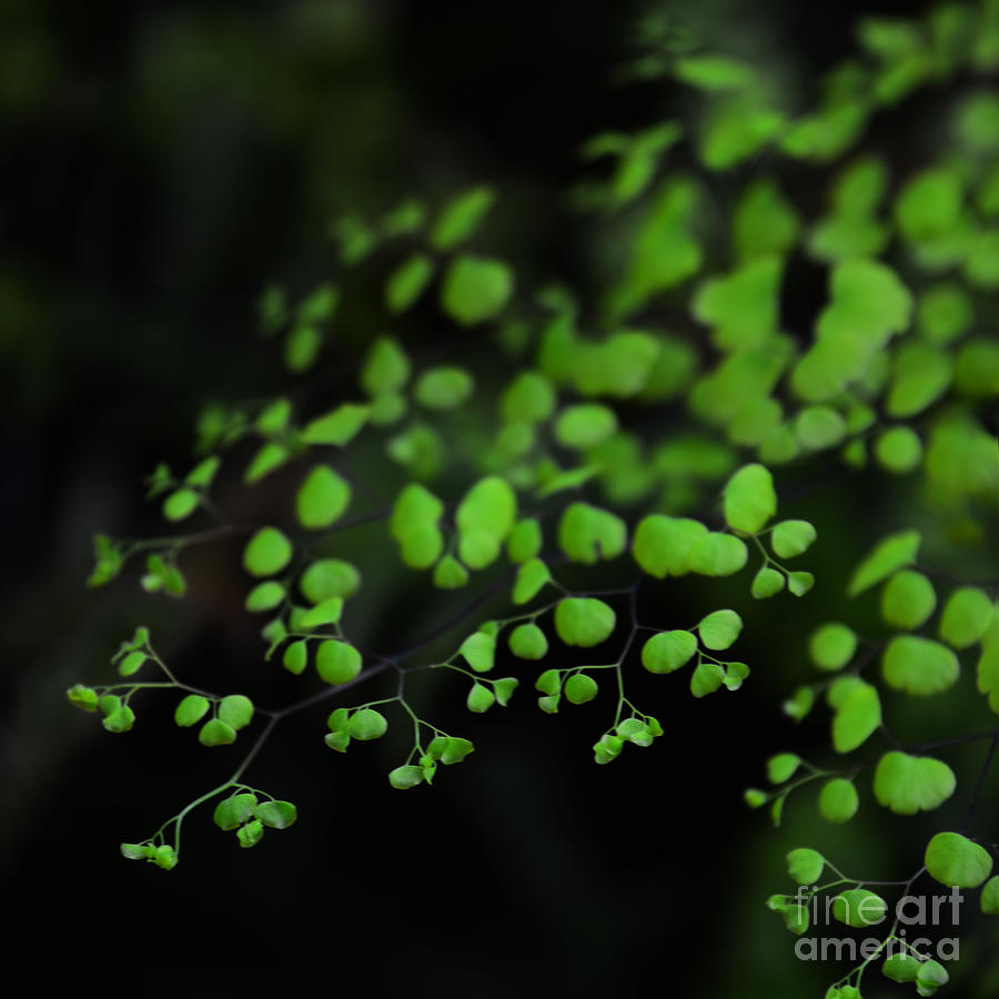 Tiny Green  Photograph by Paul Davenport