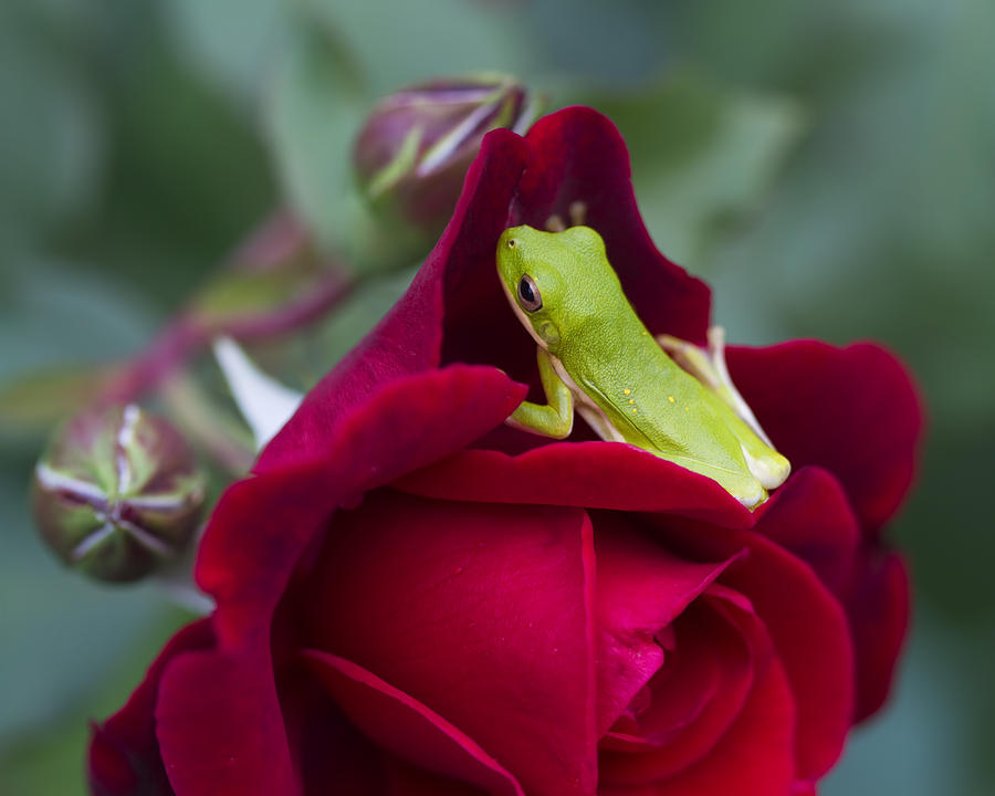Tiny Green Tree Frog and Red Roses Photograph by Kathy Clark