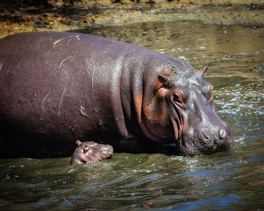 Hippopotamus Photograph - Tiny Hippo and Mom by Vicki Jauron