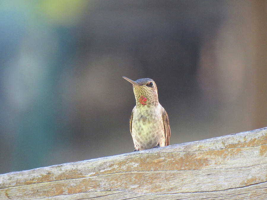 Tiny Dancer - Hummingbird On The Fence - Avian Art Photograph by Brooks Garten Hauschild