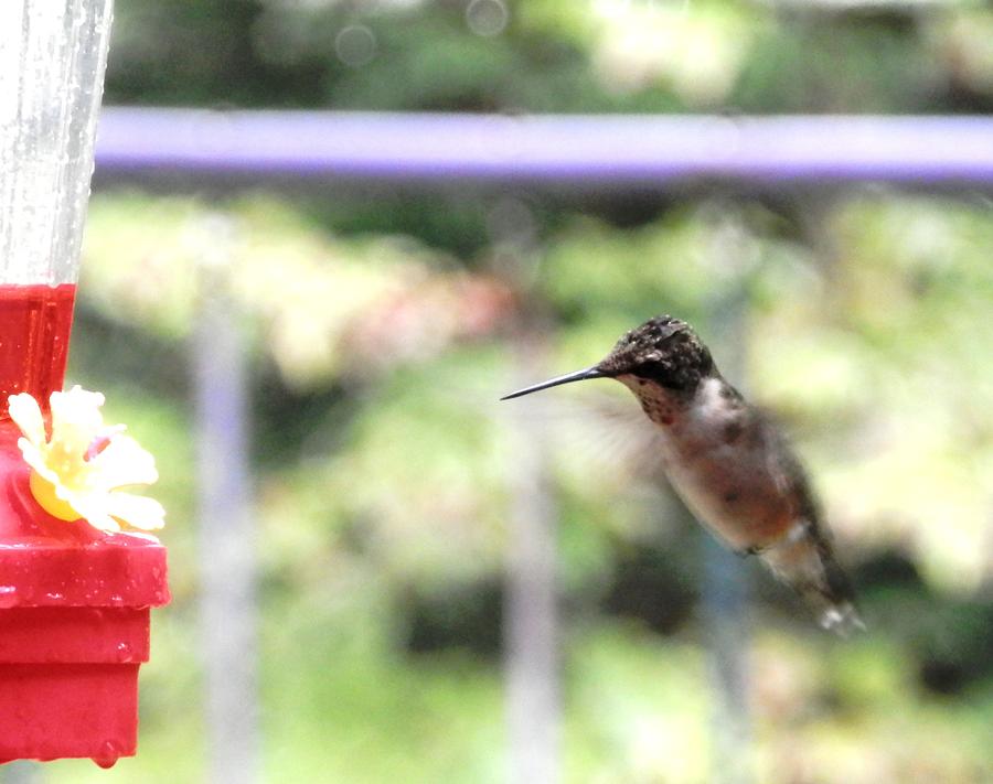 Tiny Hummingbird Photograph by Belinda Lee