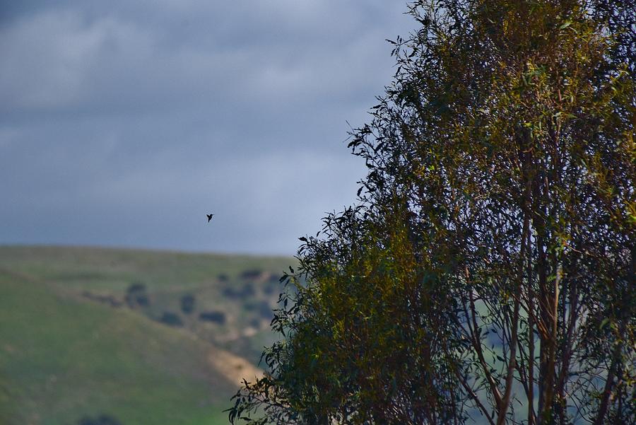 Tiny Hummingbird Hovering near Large Trees 1 Photograph by Linda Brody