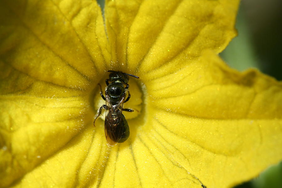 Insect Photograph - Tiny Insect Working in a Cucumber Flower by Bonnie Boden