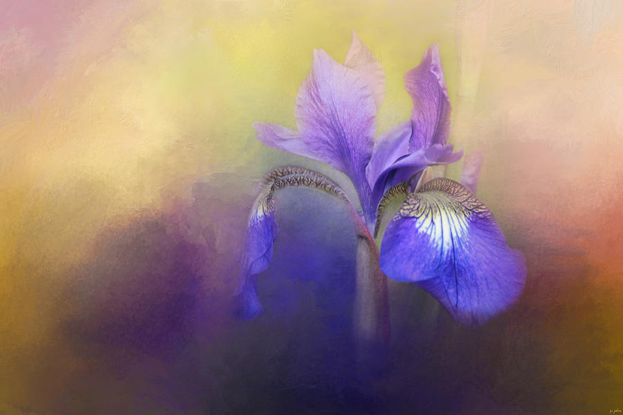 Tiny Iris Photograph by Jai Johnson