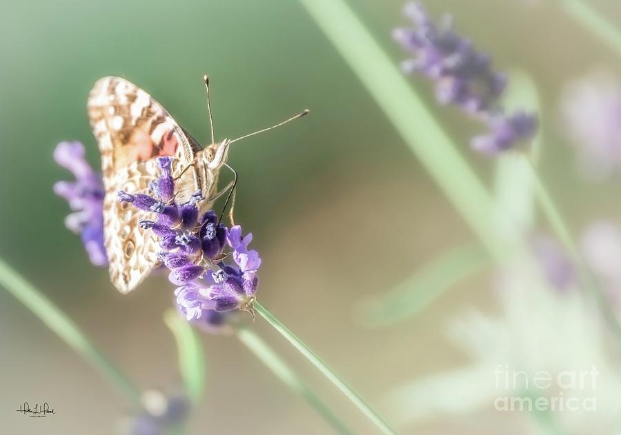 Tiny Lavendar Pollinator Photograph by Heather Hubbard