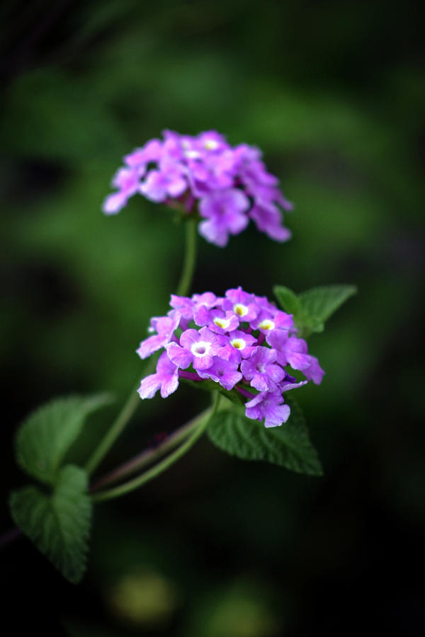 Tiny Lavender Petals 3770 H_2 Photograph by Steven Ward