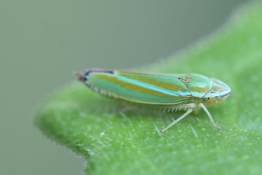 Leafhopper Photograph - Tiny Leafhopper on Cucumber Leaf by Bonnie Boden Leafhopper Photograph - Tiny Leafhopper on Cucumber Leaf by Bonnie Boden