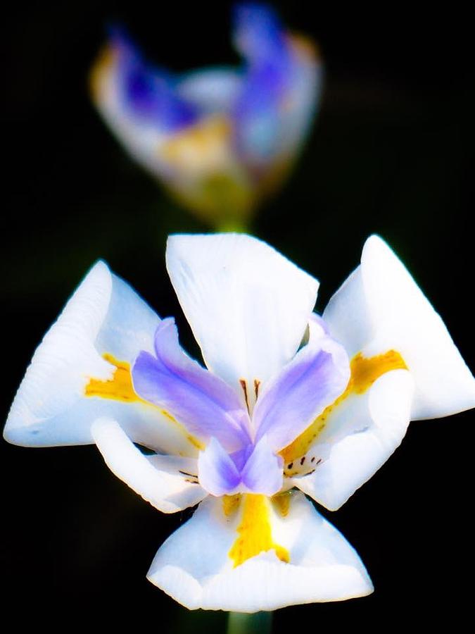 Tiny lily Photograph by Lynn Colwell - Pixels