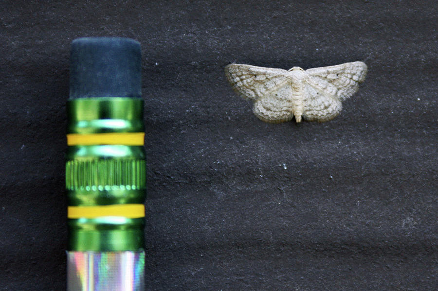 Tiny Moth Photograph by Joy Tudor