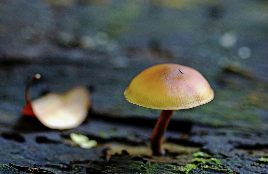 Tiny Mushroom Photograph by Debbie Oppermann