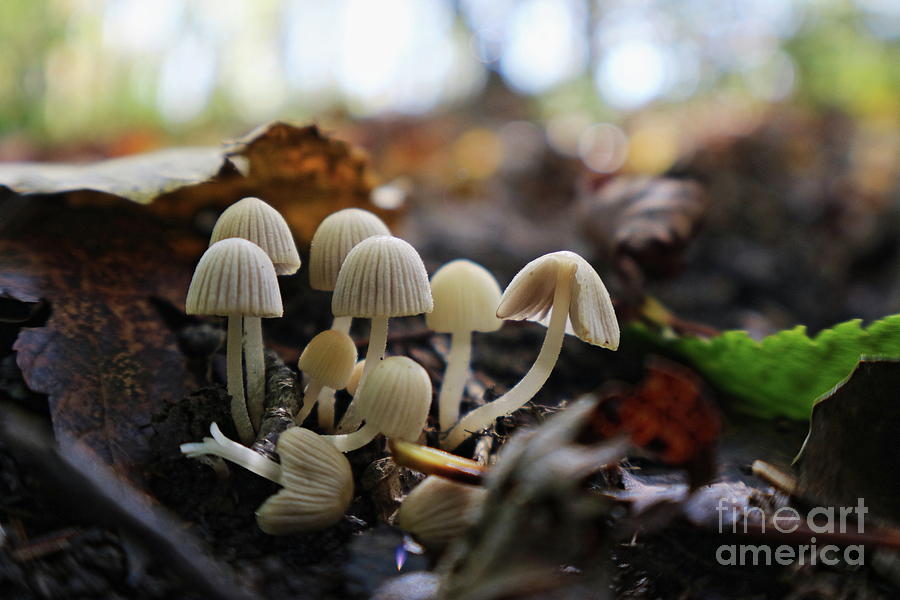 Tiny Mushroom Photograph by Erick Schmidt