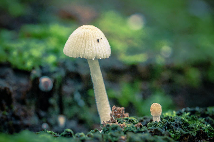 Tiny Mushroom Jardin Botanico del Quindio Colombia Photograph by Adam Rainoff