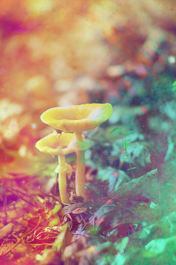Kids Tiny Bright Woodland Mushrooms  Photograph by Suzanne Powers