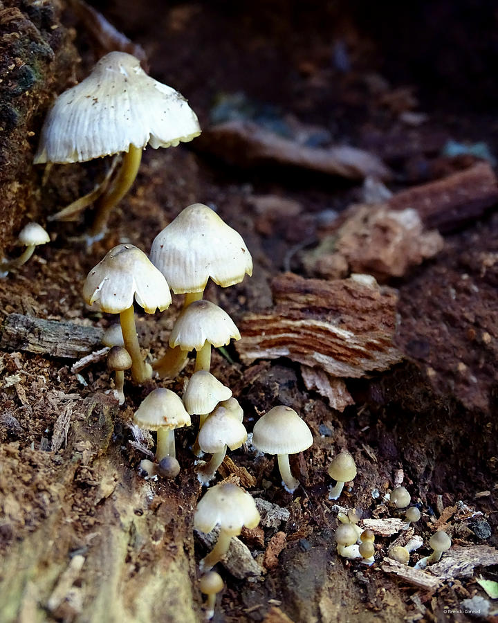 Mushroom Photograph - Tiny Mushroom Village by Dark Whimsy