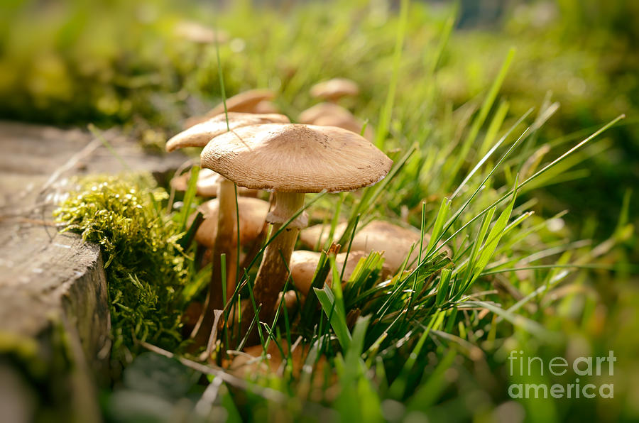 Tiny Mushrooms In Autumn Photograph