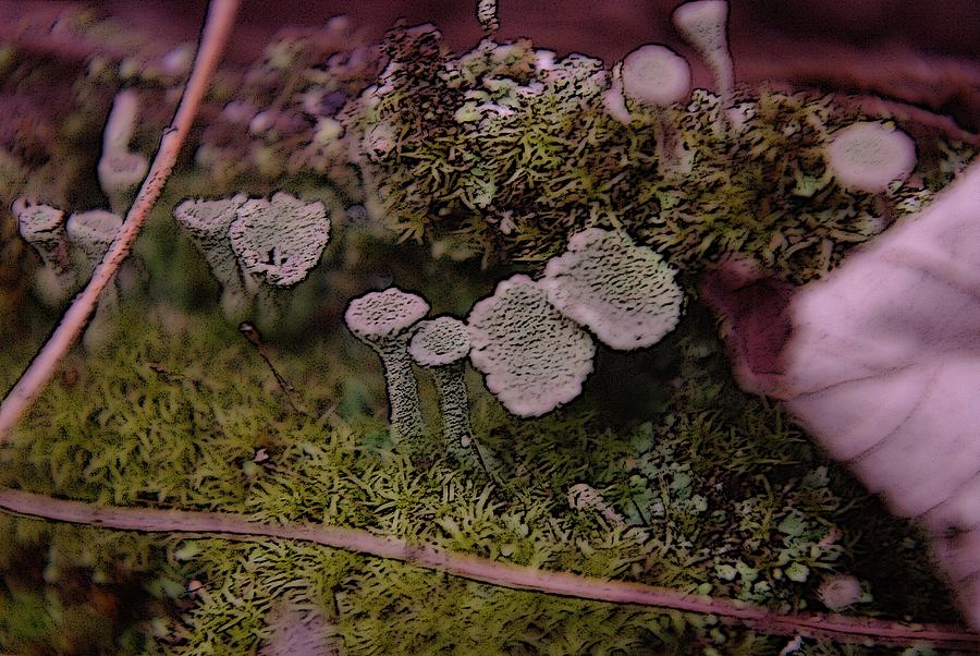 Tiny Mushrooms Photograph
