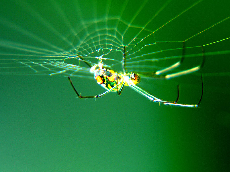 Tiny Neon Spider Photograph by Bob Johnson