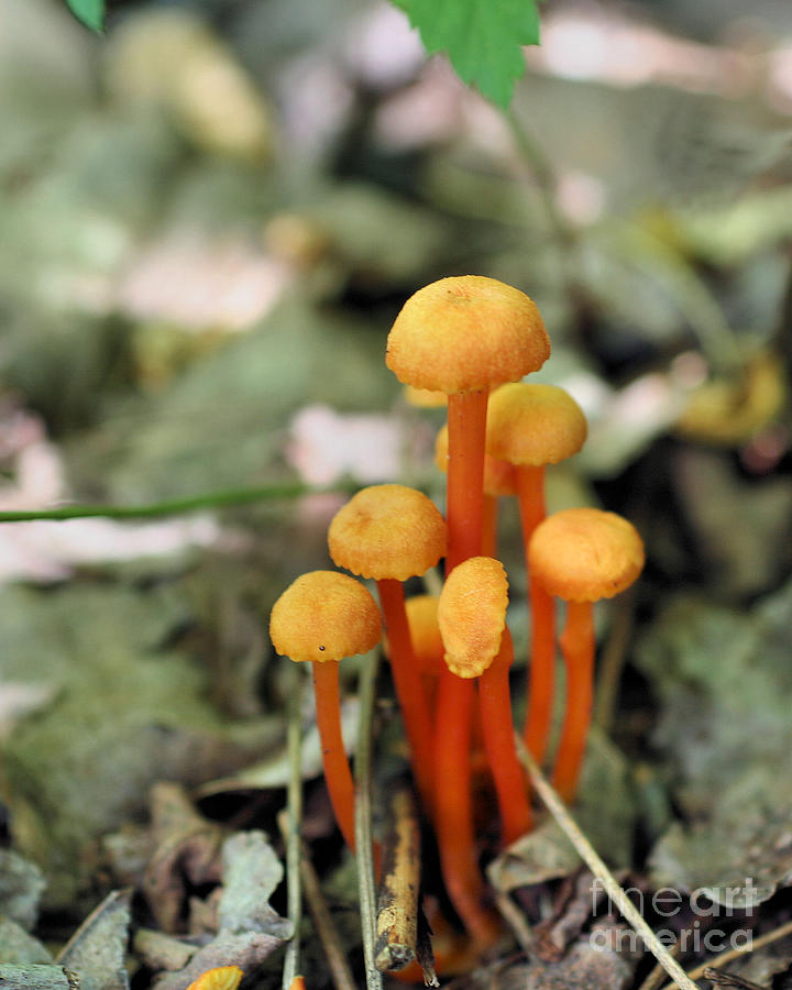 Tiny Orange Mushrooms Photograph by Smilin Eyes Treasures