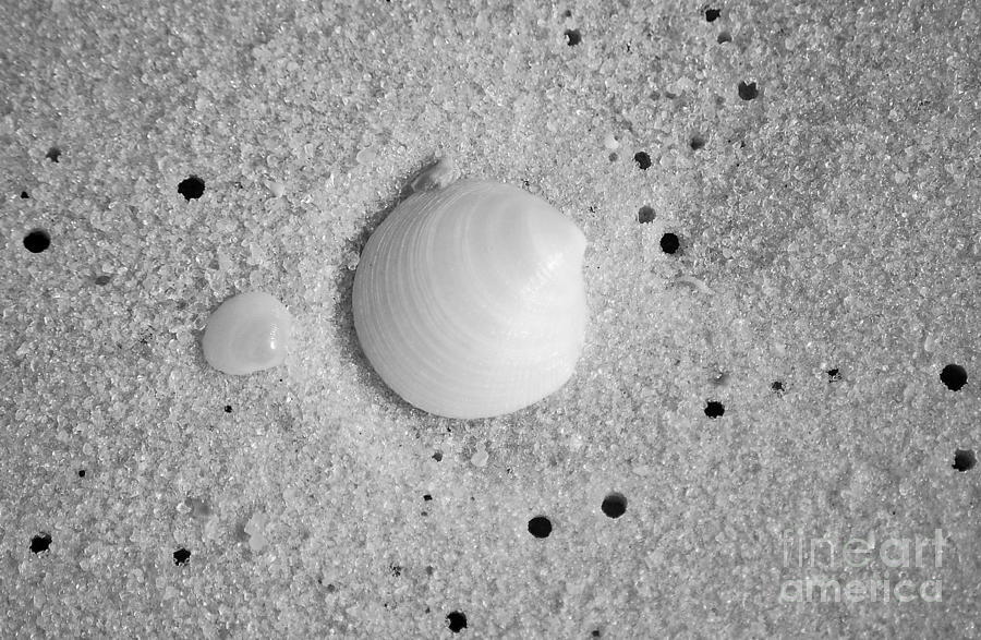 Tiny Pastel Sea Shells in Fine Wet Sand Macro Black and White Photograph by Shawn OBrien