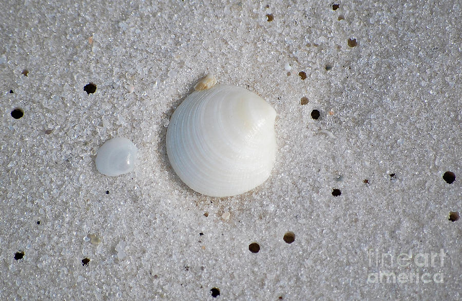Tiny Pastel Sea Shells in Fine Wet Sand Macro Photograph by Shawn OBrien