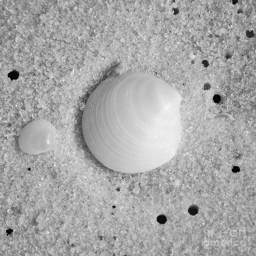 Tiny Pastel Sea Shells in Fine Wet Sand Macro Square Format Black and White Photograph by Shawn OBrien