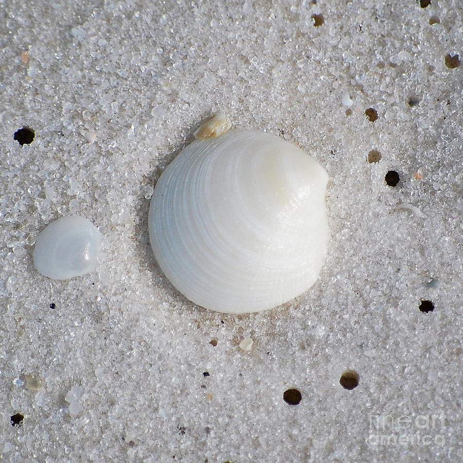 Tiny Pastel Sea Shells in Fine Wet Sand Macro Square Format Photograph by Shawn OBrien